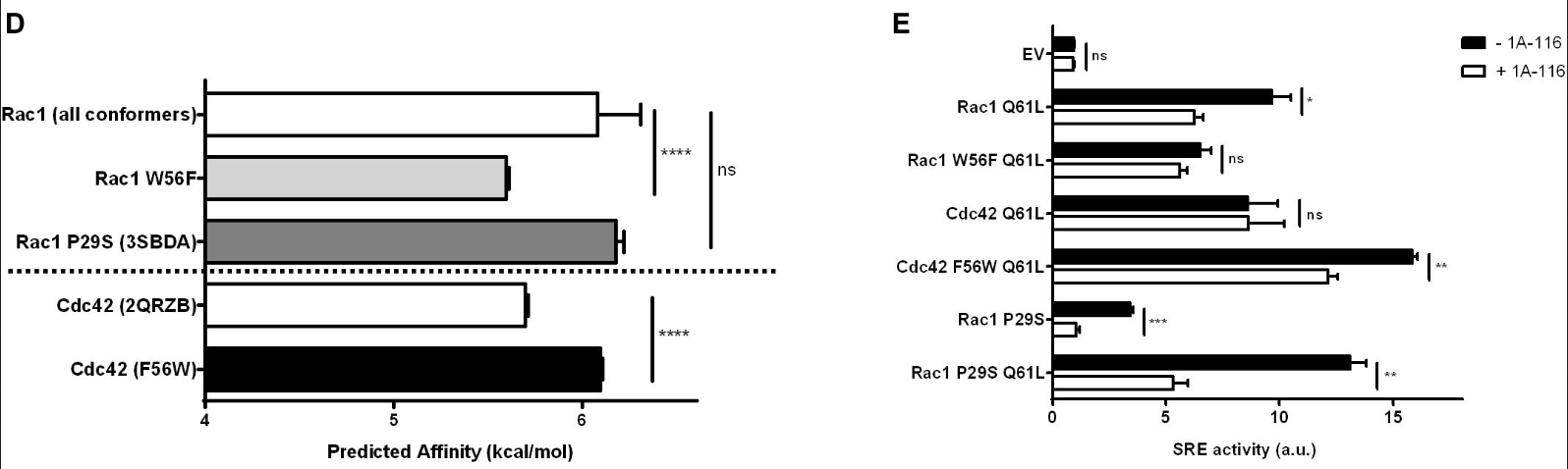 rac1-docking-results